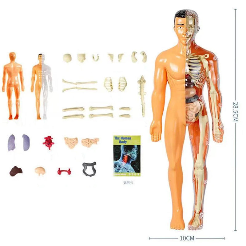 Modelo do Corpo Humano - Miralusa™