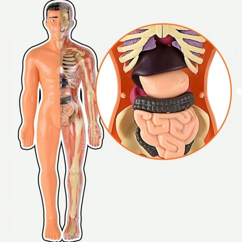 Modelo do Corpo Humano - Miralusa™
